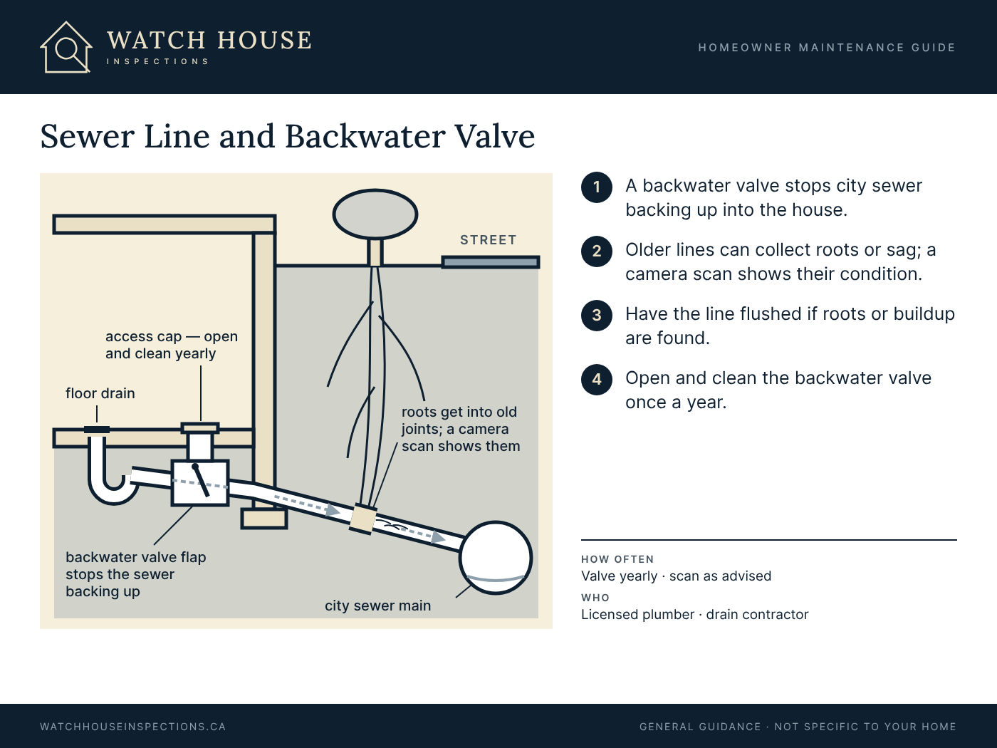 Diagram showing a house sewer line running under the yard to the city sewer main, tree roots entering an old pipe joint, and a backwater valve with an access cap near the floor drain that closes to stop sewage backing up into the house.